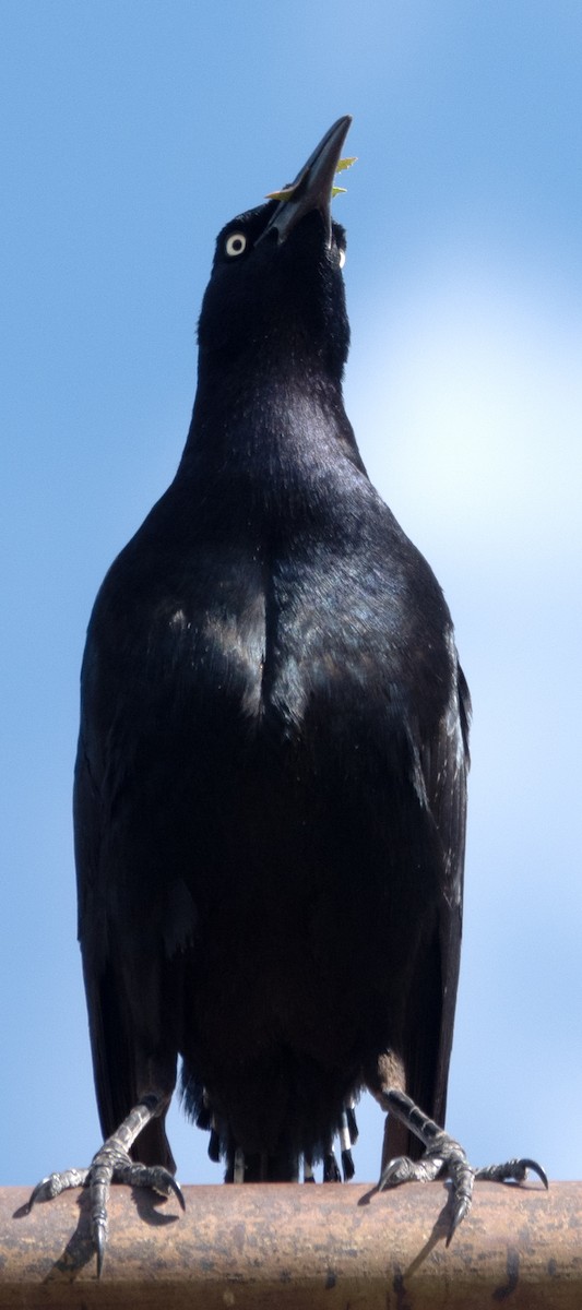 Great-tailed Grackle - ML619212664