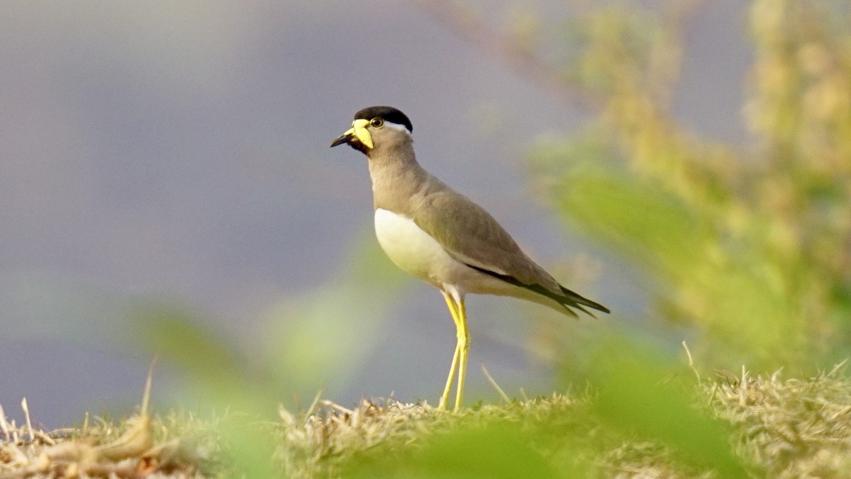 Yellow-wattled Lapwing - ML619212671