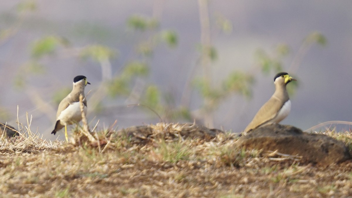 Yellow-wattled Lapwing - Abhijit Ghaskadbi