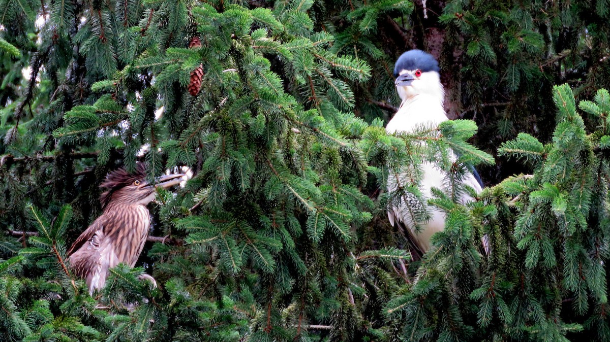 Black-crowned Night Heron - Deidre Dawson