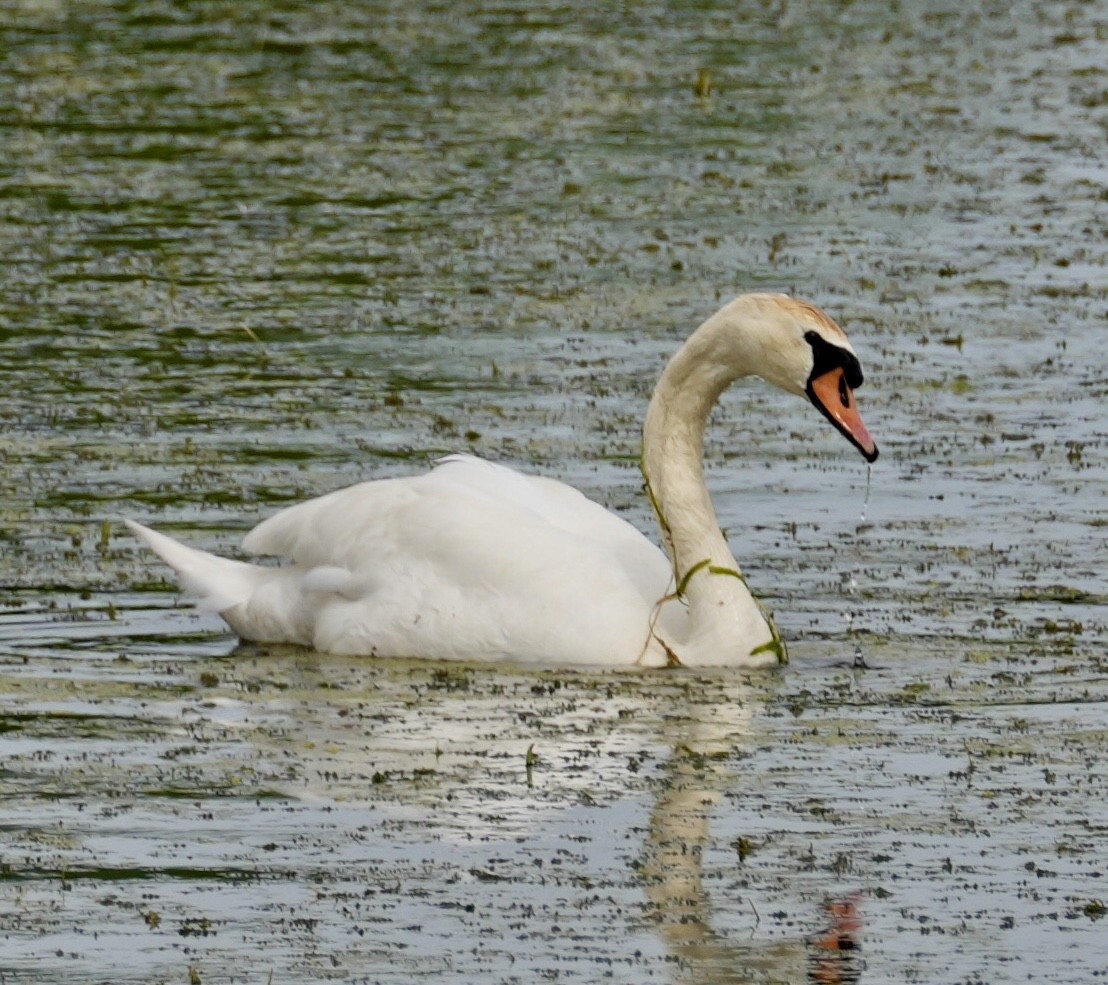 Mute Swan - Chris Curl