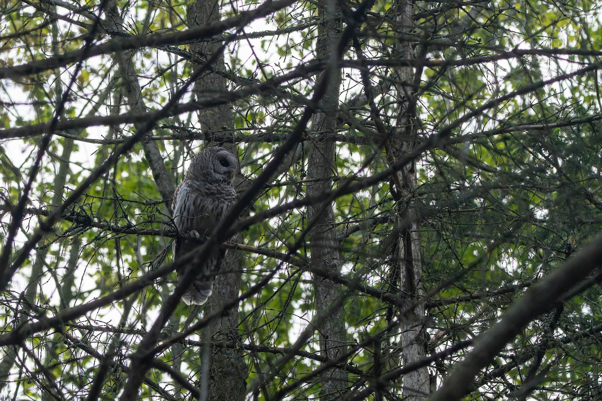 Barred Owl - Sleiman Shakkour