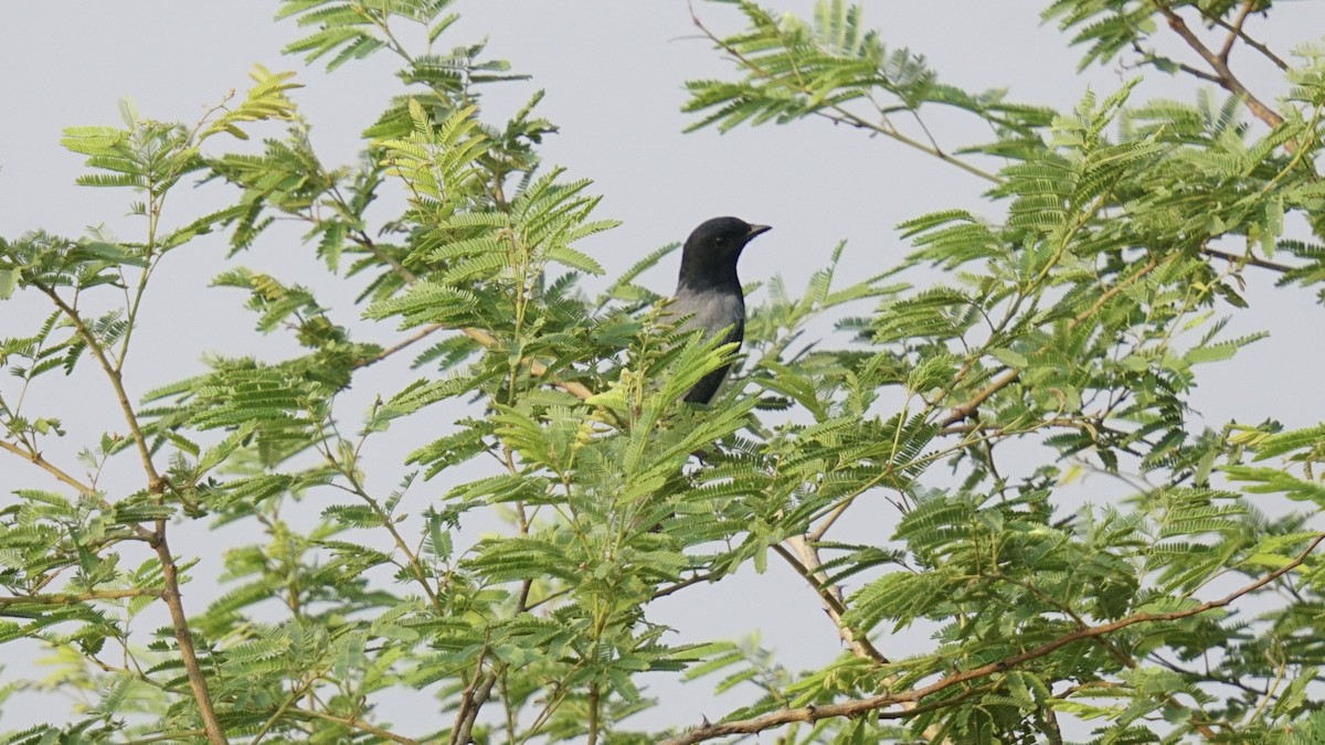 Black-headed Cuckooshrike - Abhijit Ghaskadbi