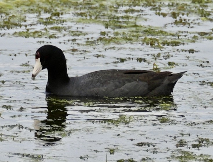 American Coot - ML619212683