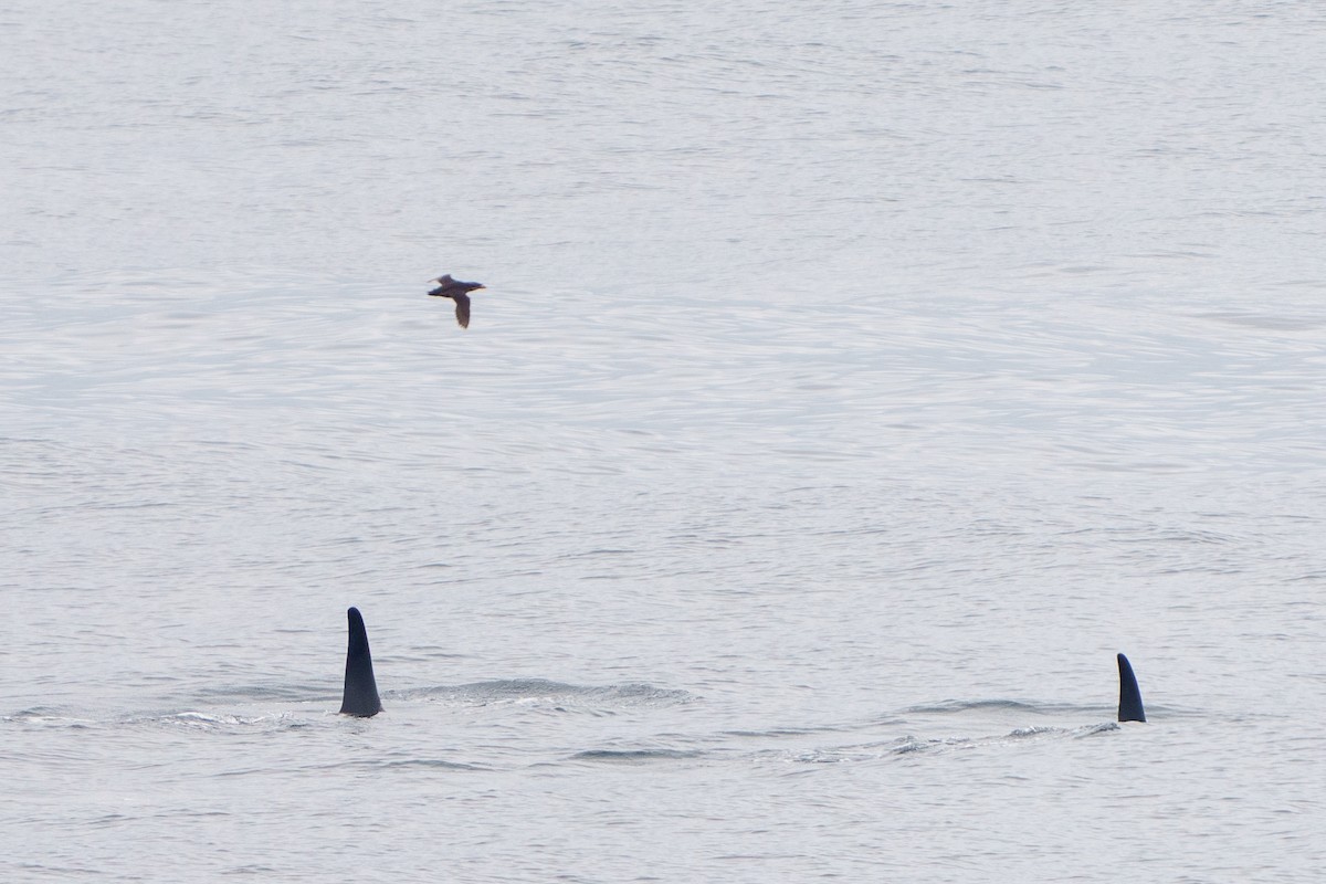 Rhinoceros Auklet - ML619212696