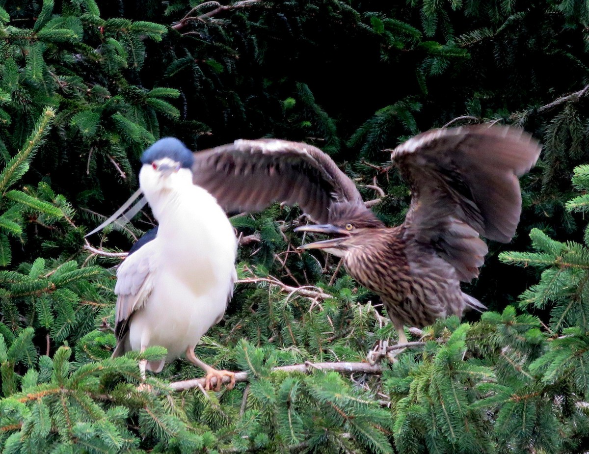 Black-crowned Night Heron - Deidre Dawson