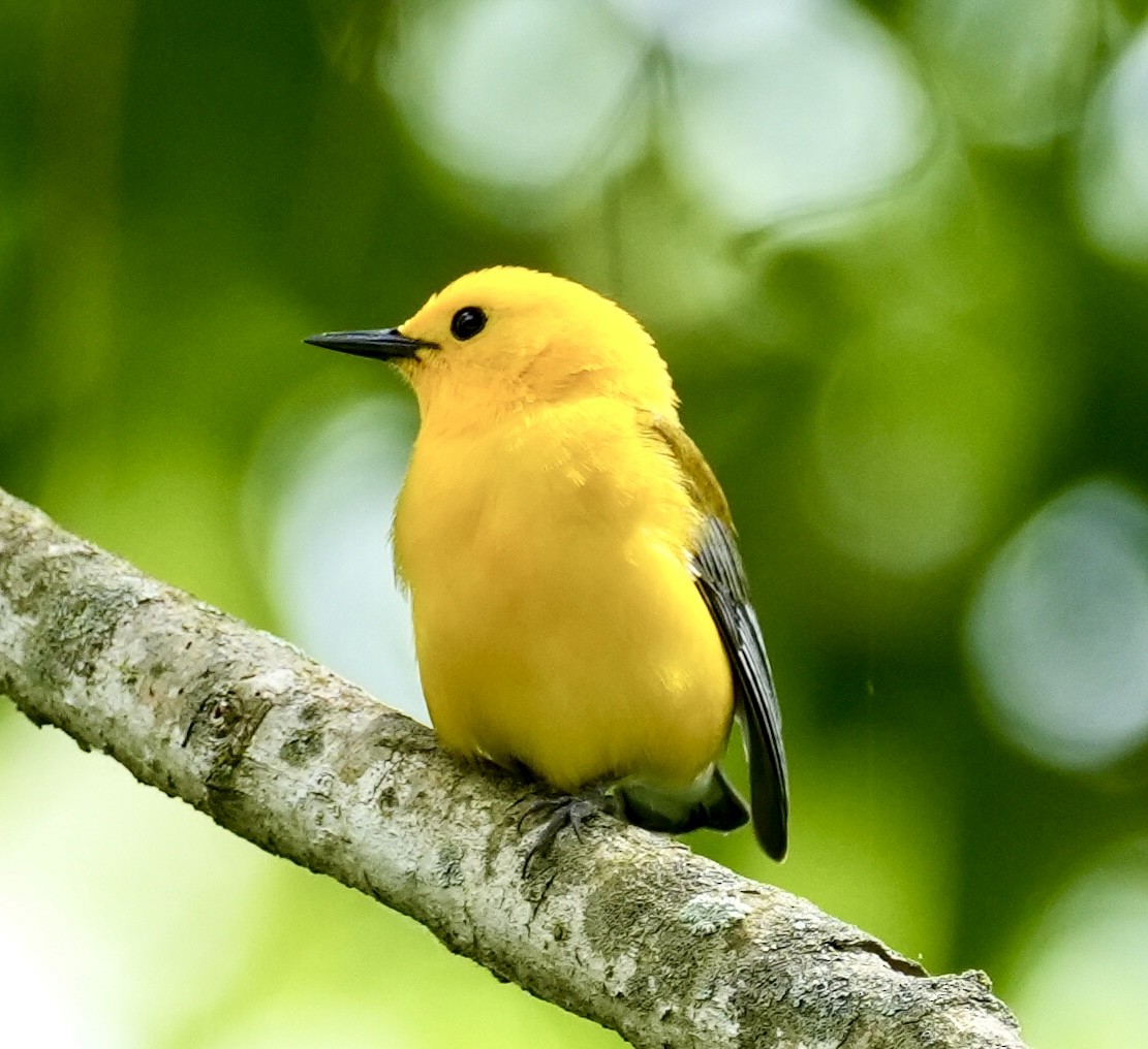 Prothonotary Warbler - Chris Curl