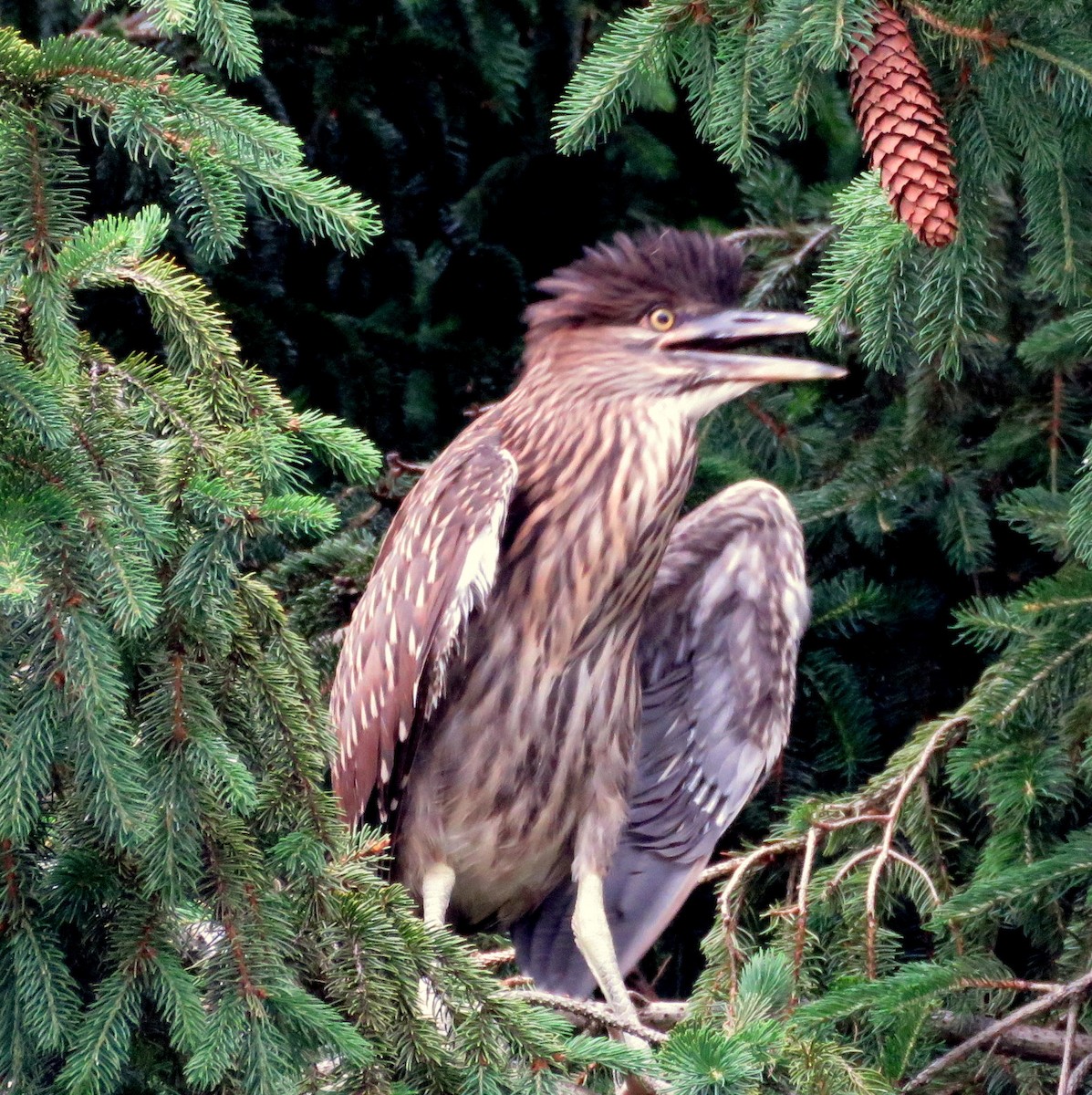 Black-crowned Night Heron - Deidre Dawson