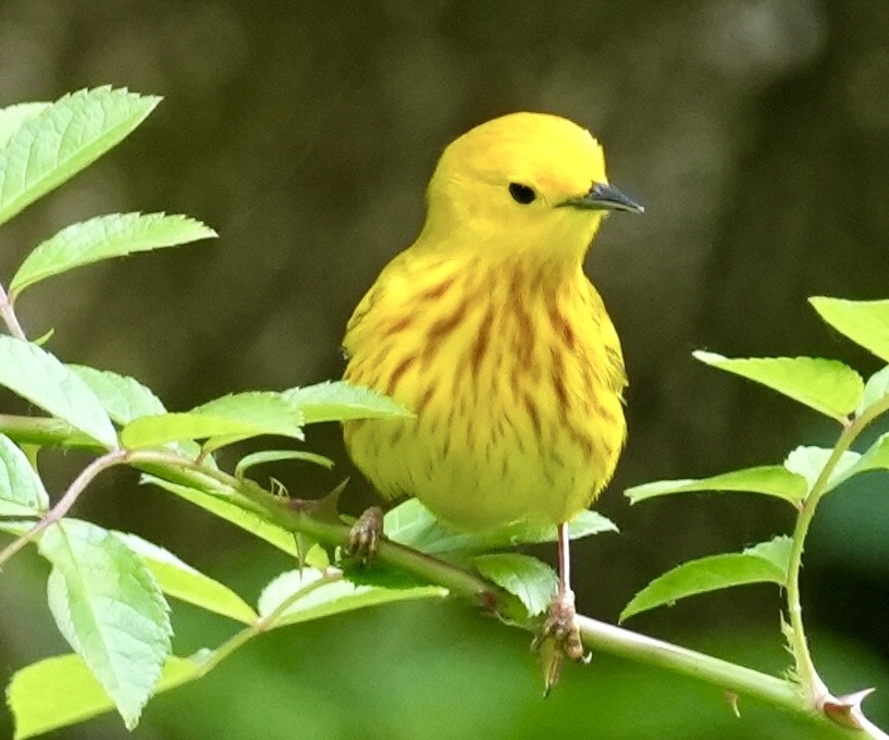 Yellow Warbler - Chris Curl