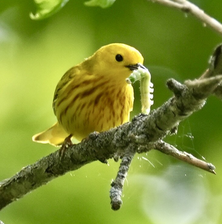 Yellow Warbler - Chris Curl