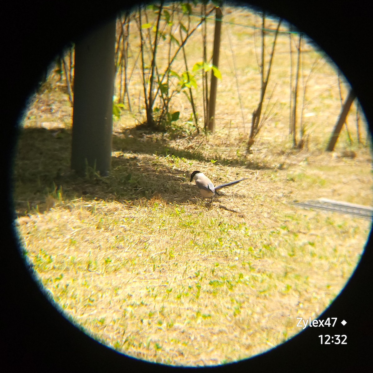 Azure-winged Magpie - Dusky Thrush