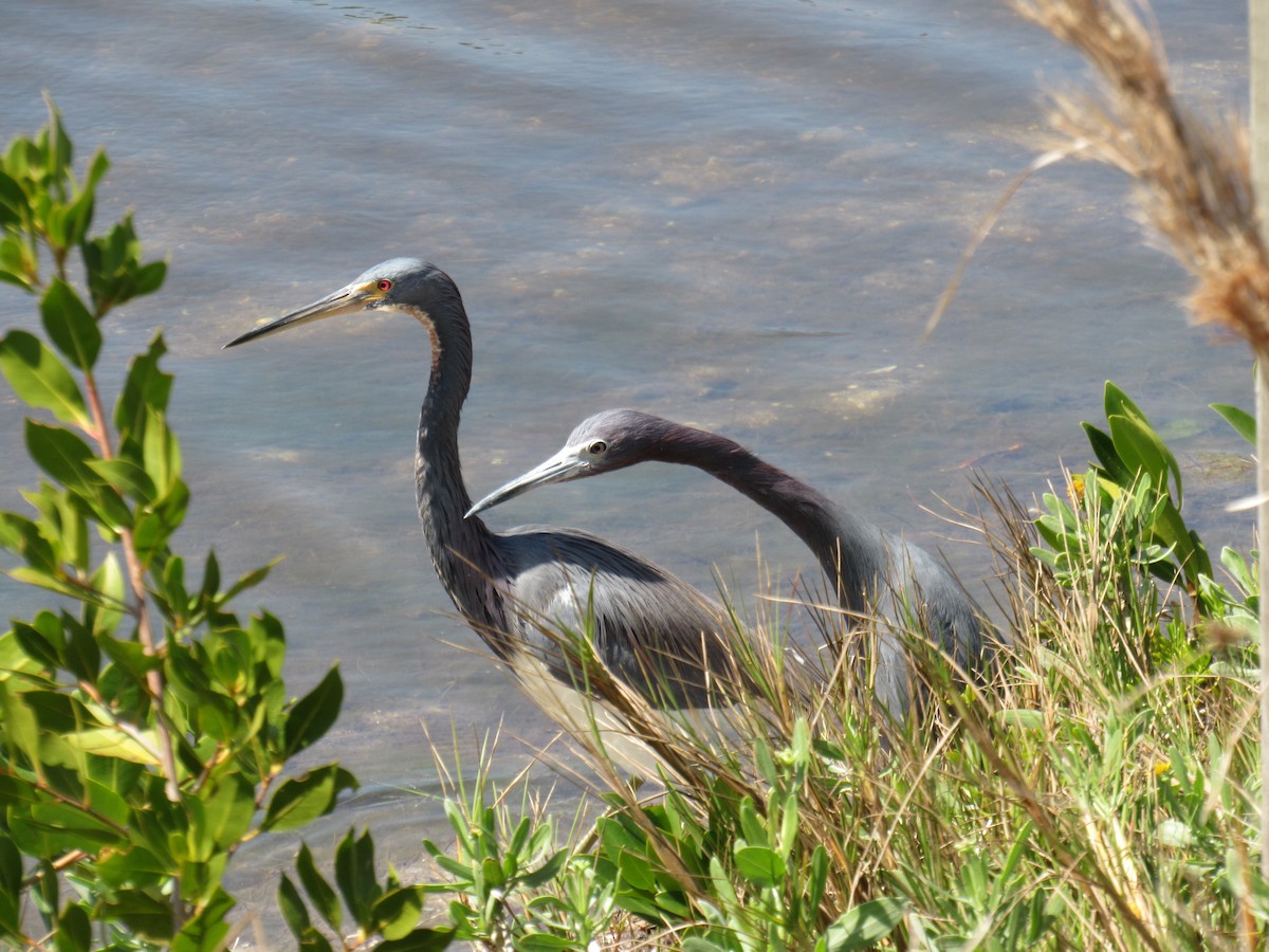 Tricolored Heron - ML619212708