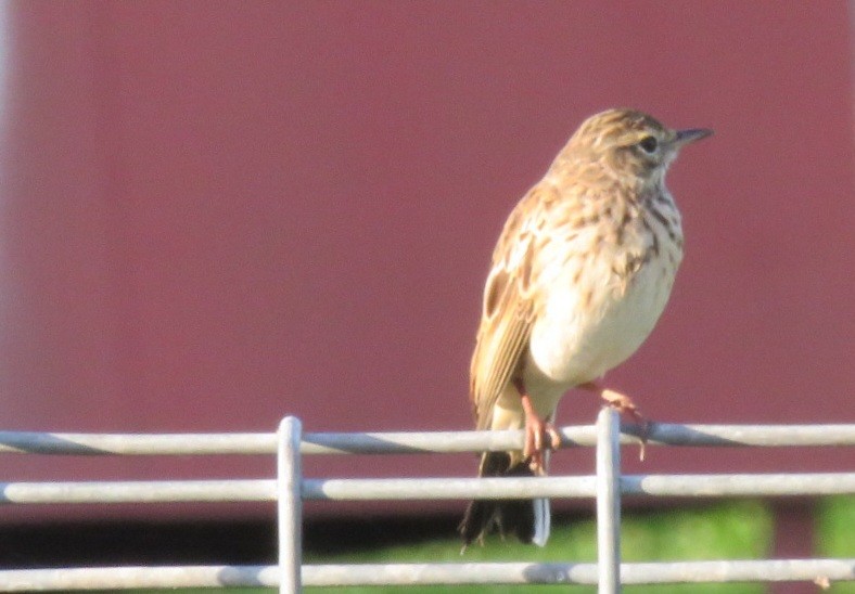 Australian Pipit - Jude Friesen