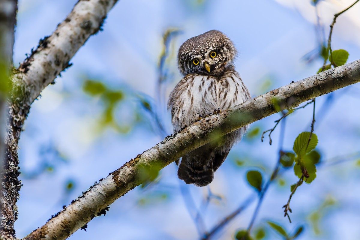 Eurasian Pygmy-Owl - Yves Gisseleire