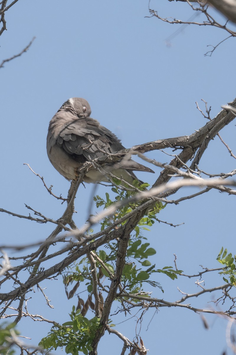 Band-tailed Pigeon - ML619212733