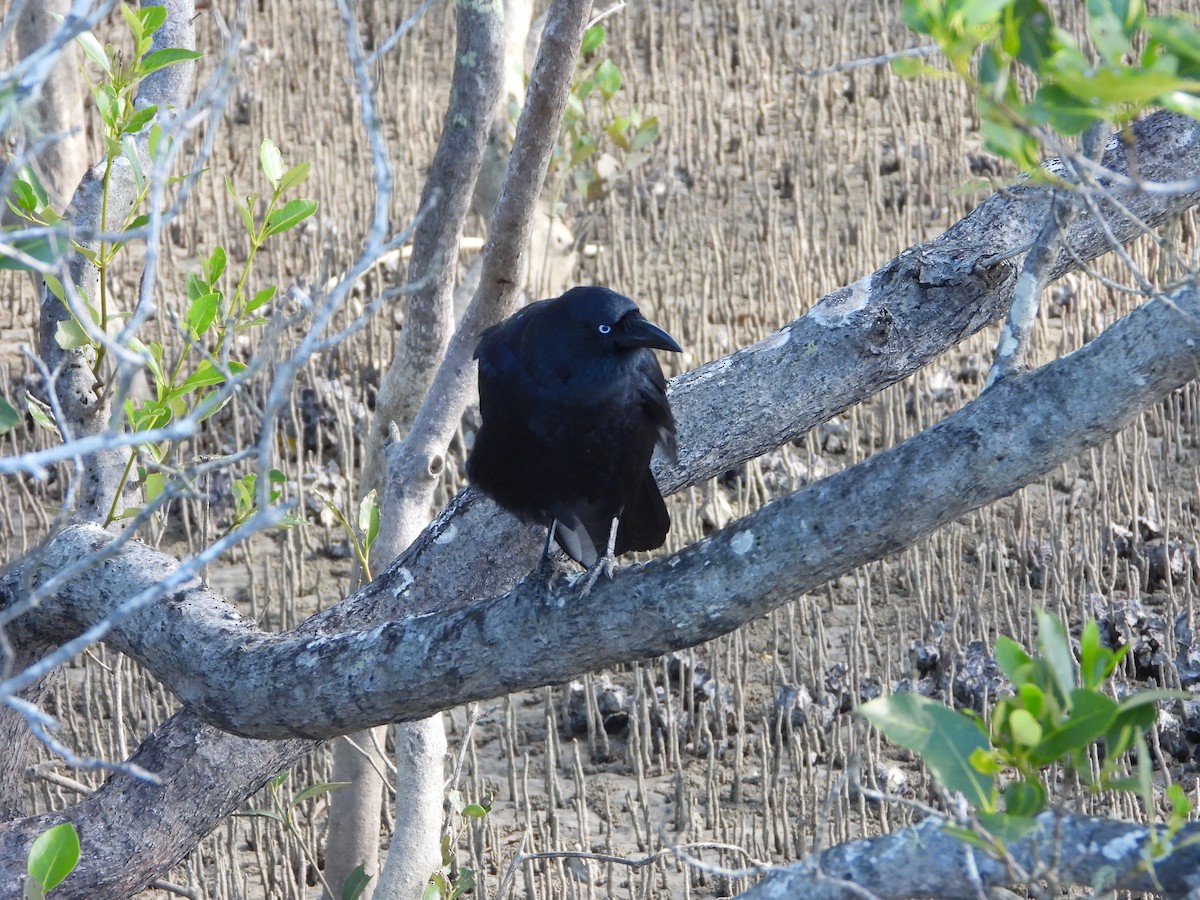 crow/raven sp. - David Flumm