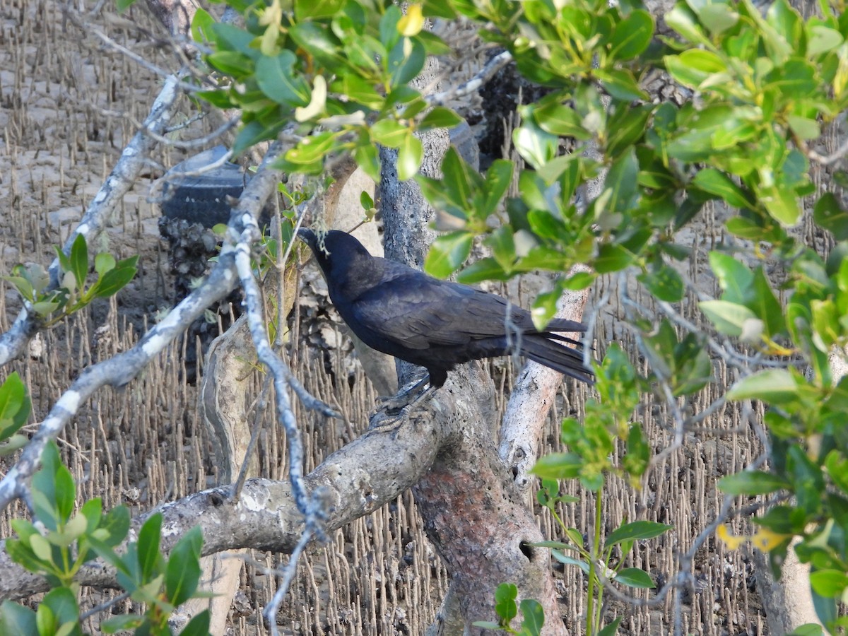 crow/raven sp. - David Flumm