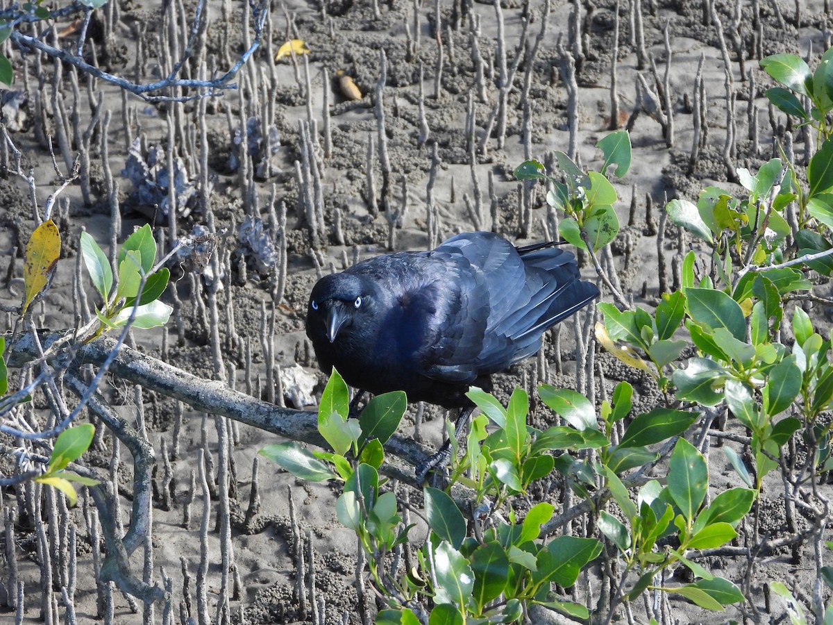 crow/raven sp. - David Flumm