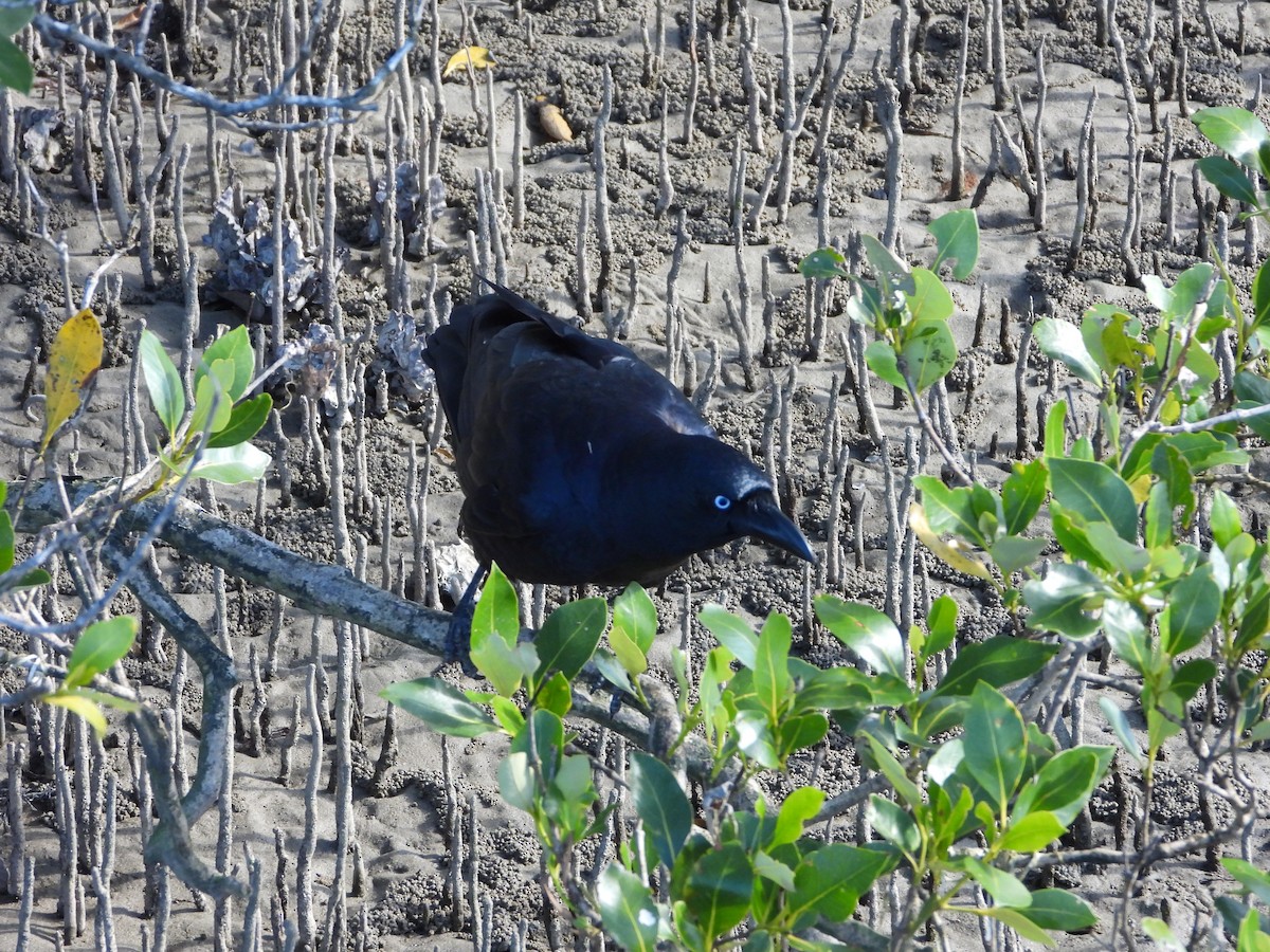 crow/raven sp. - David Flumm