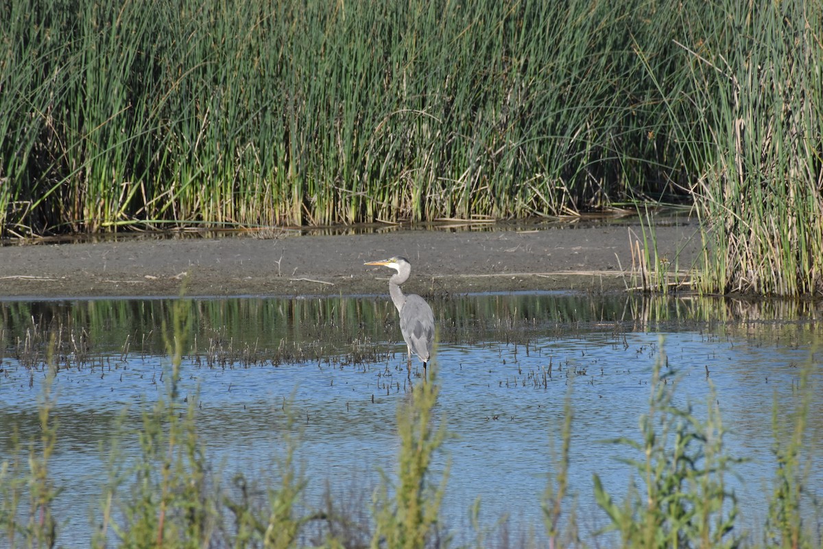 Great Blue Heron - Tara Harris