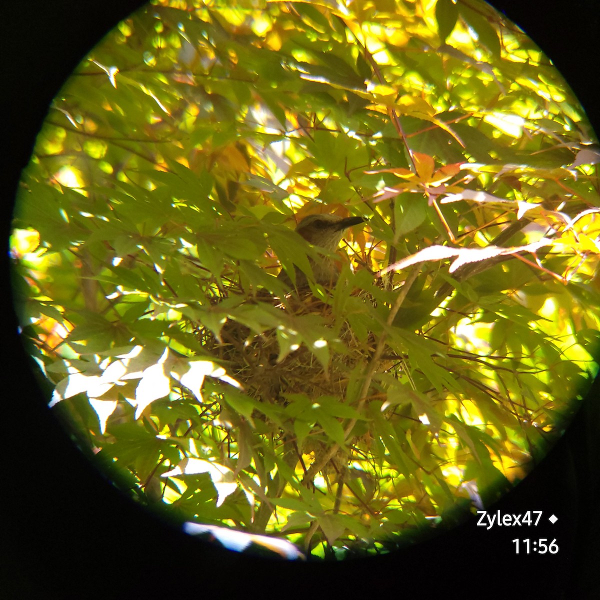 Brown-eared Bulbul - Dusky Thrush