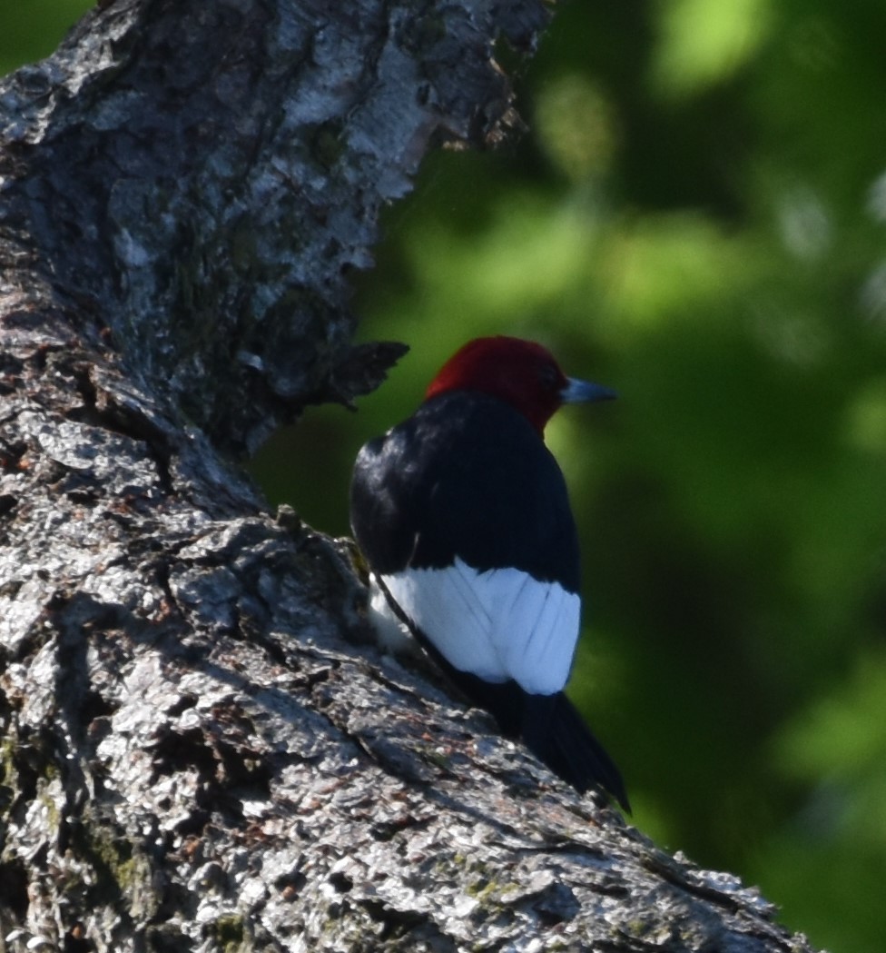 Red-headed Woodpecker - David and Ann Snodgrass