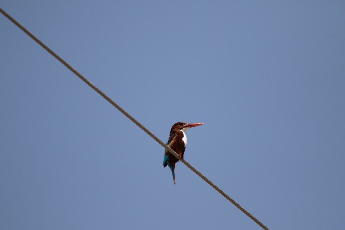 White-throated Kingfisher - Hassan Rokni