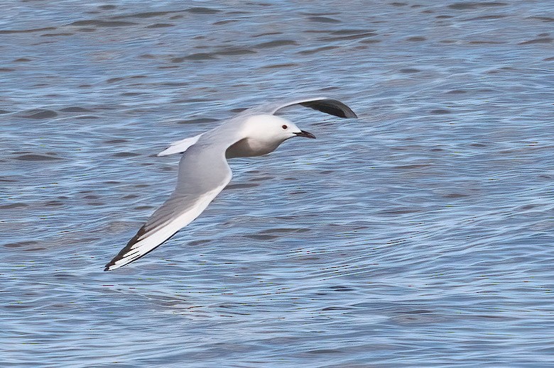 Slender-billed Gull - A W