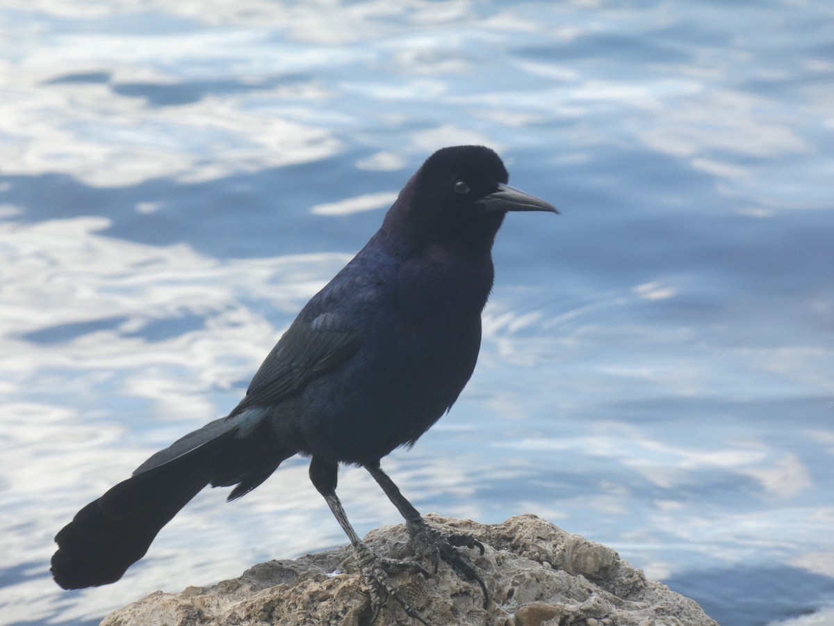 Boat-tailed Grackle - Irene Cody