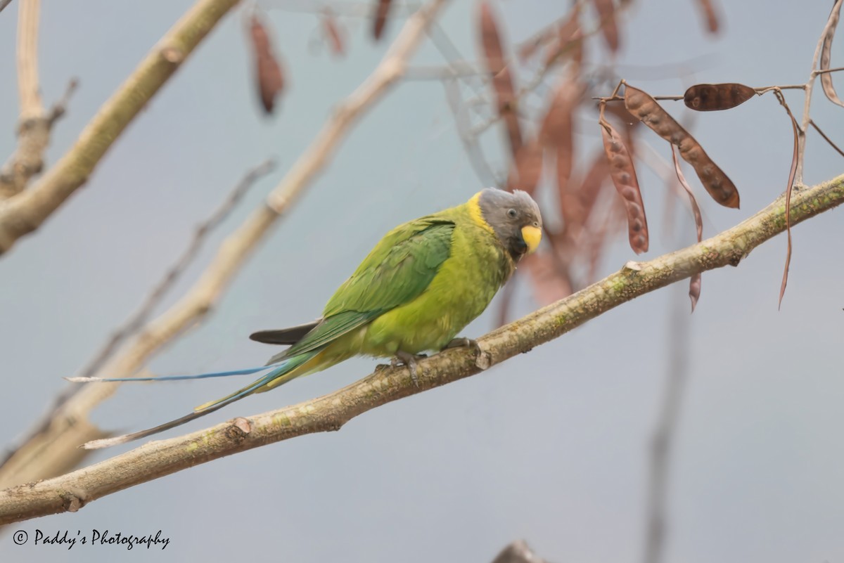 Plum-headed Parakeet - Padmanav Kundu