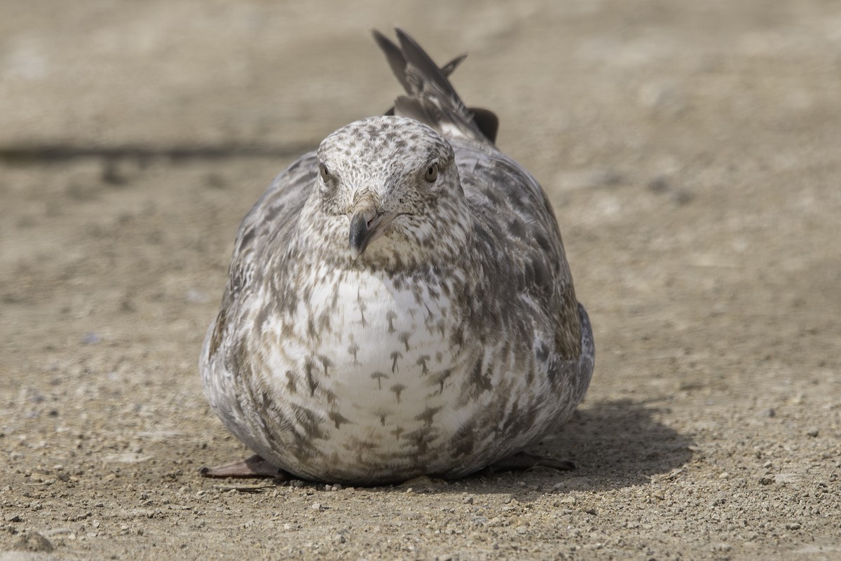 Herring Gull (American) - Cam Nikkel