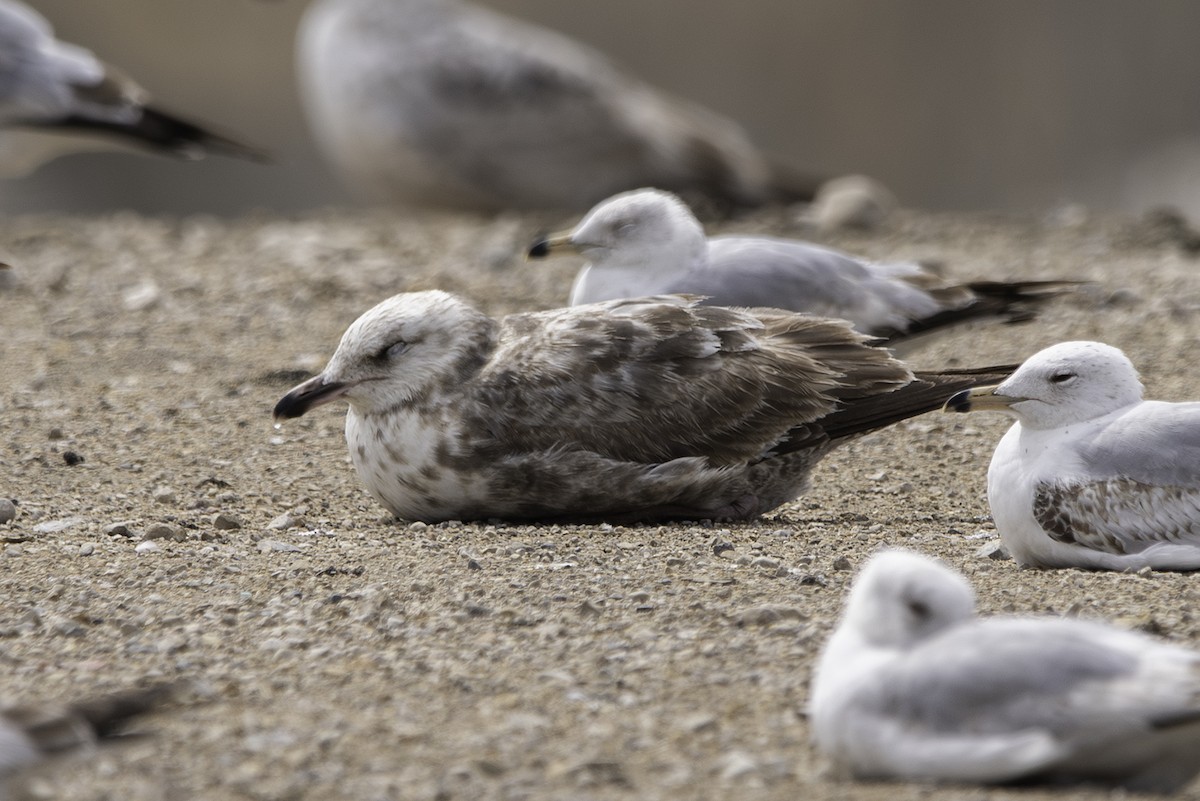 Herring Gull (American) - Cam Nikkel