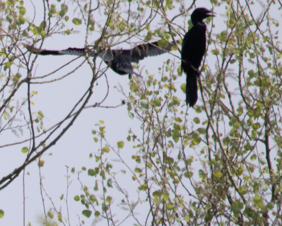 Pygmy Cormorant - ML619212801