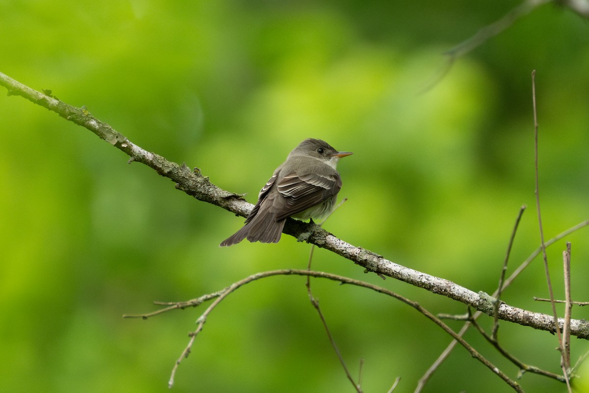 Eastern Wood-Pewee - Brian Fleming