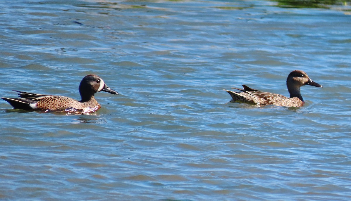 Blue-winged Teal - Craig Johnson