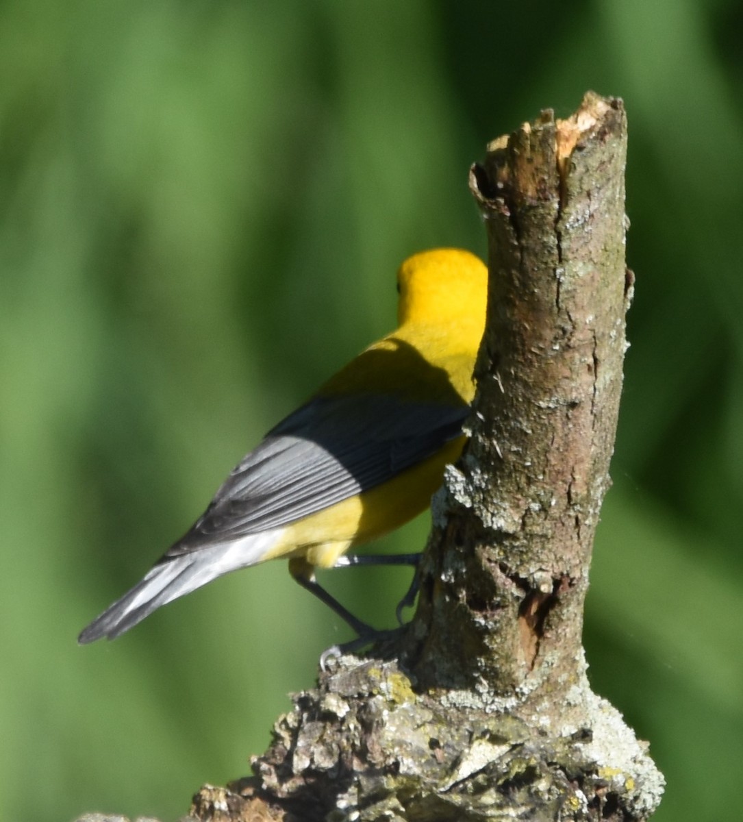 Prothonotary Warbler - David and Ann Snodgrass