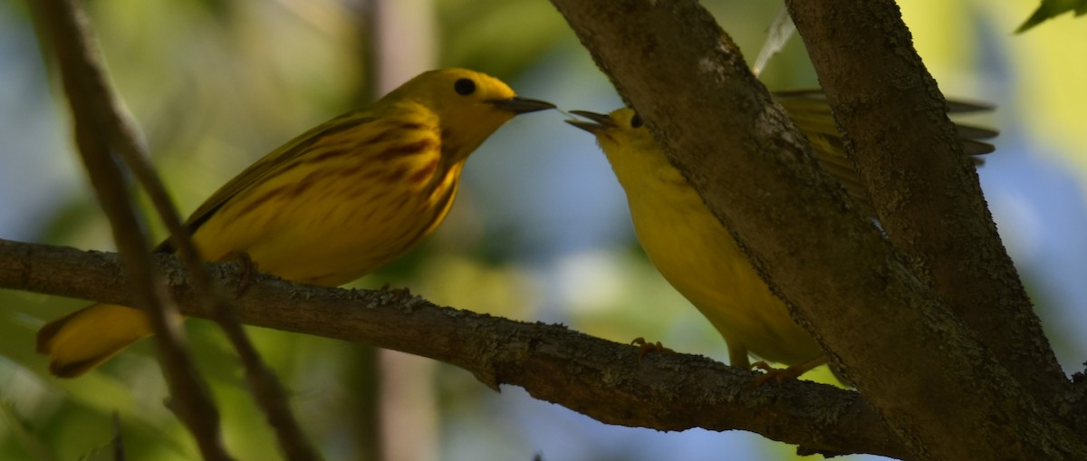 Yellow Warbler - David and Ann Snodgrass