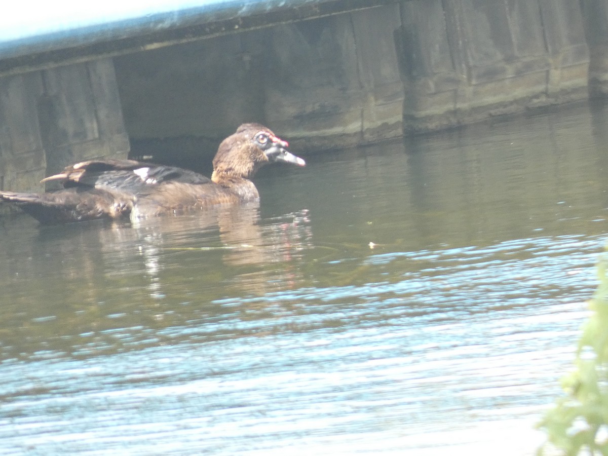 Muscovy Duck (Domestic type) - ML619212831