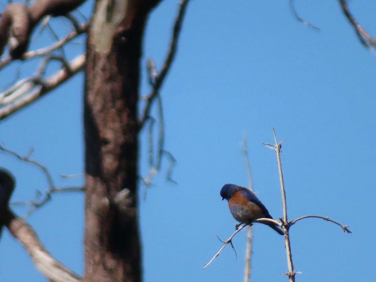 Western Bluebird - Pamela Reber