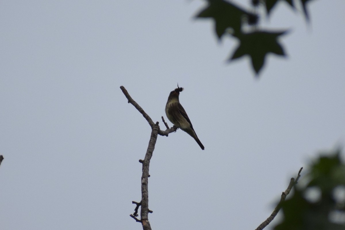 Olive-sided Flycatcher - Molly Cohn