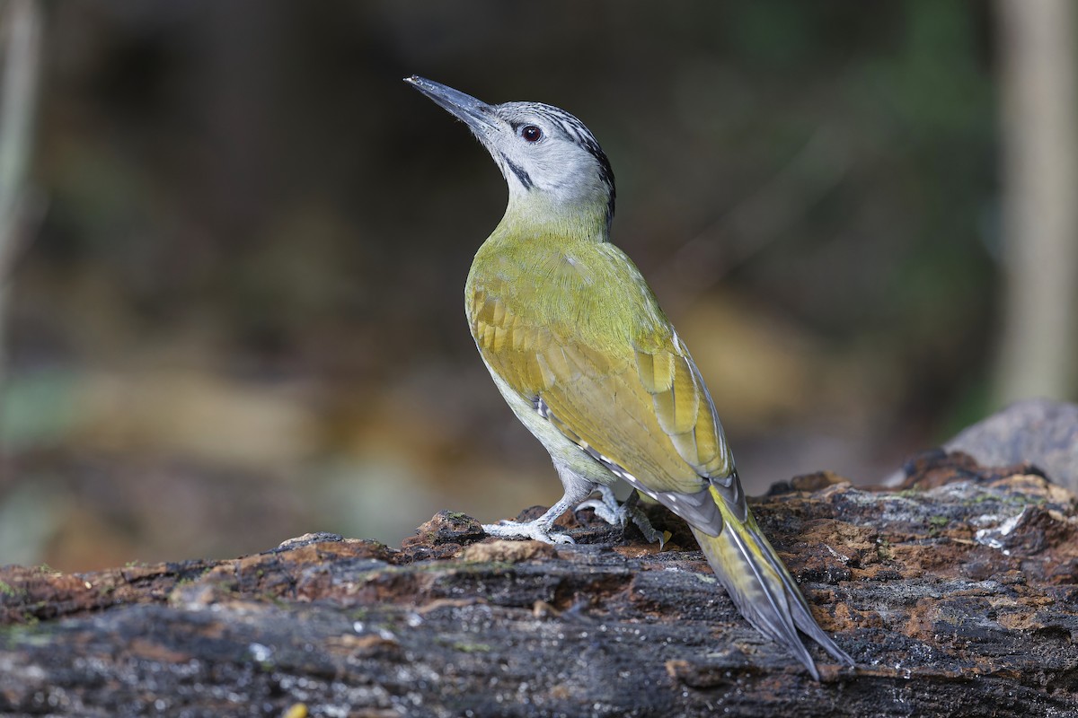 Gray-headed Woodpecker - Se Chea