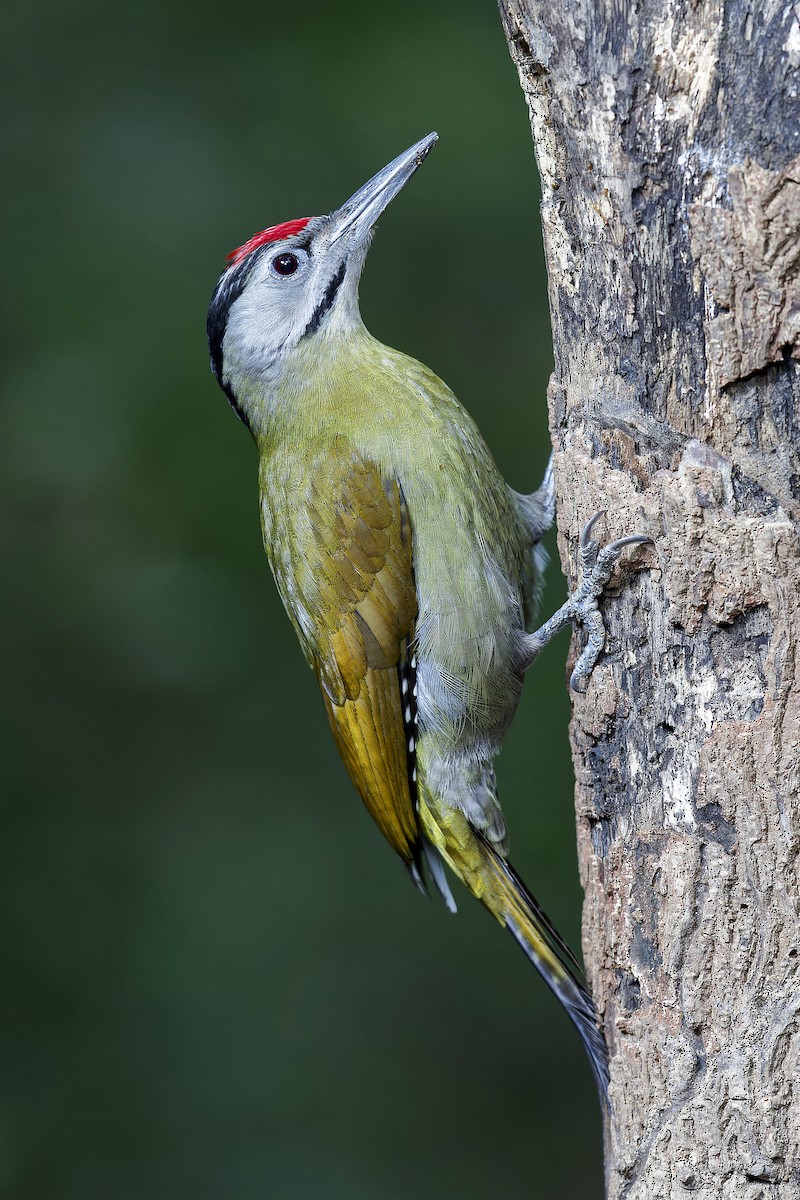 Gray-headed Woodpecker - Se Chea