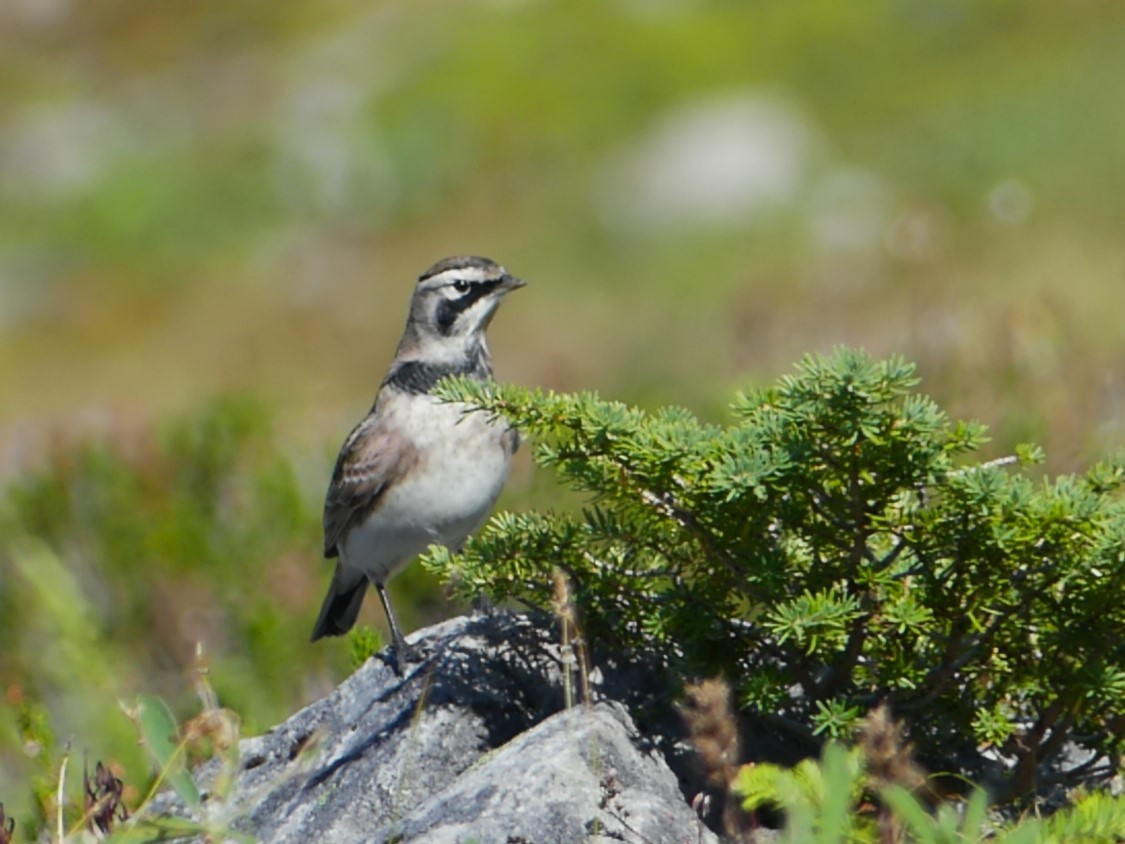 Horned Lark - Michael Klotz