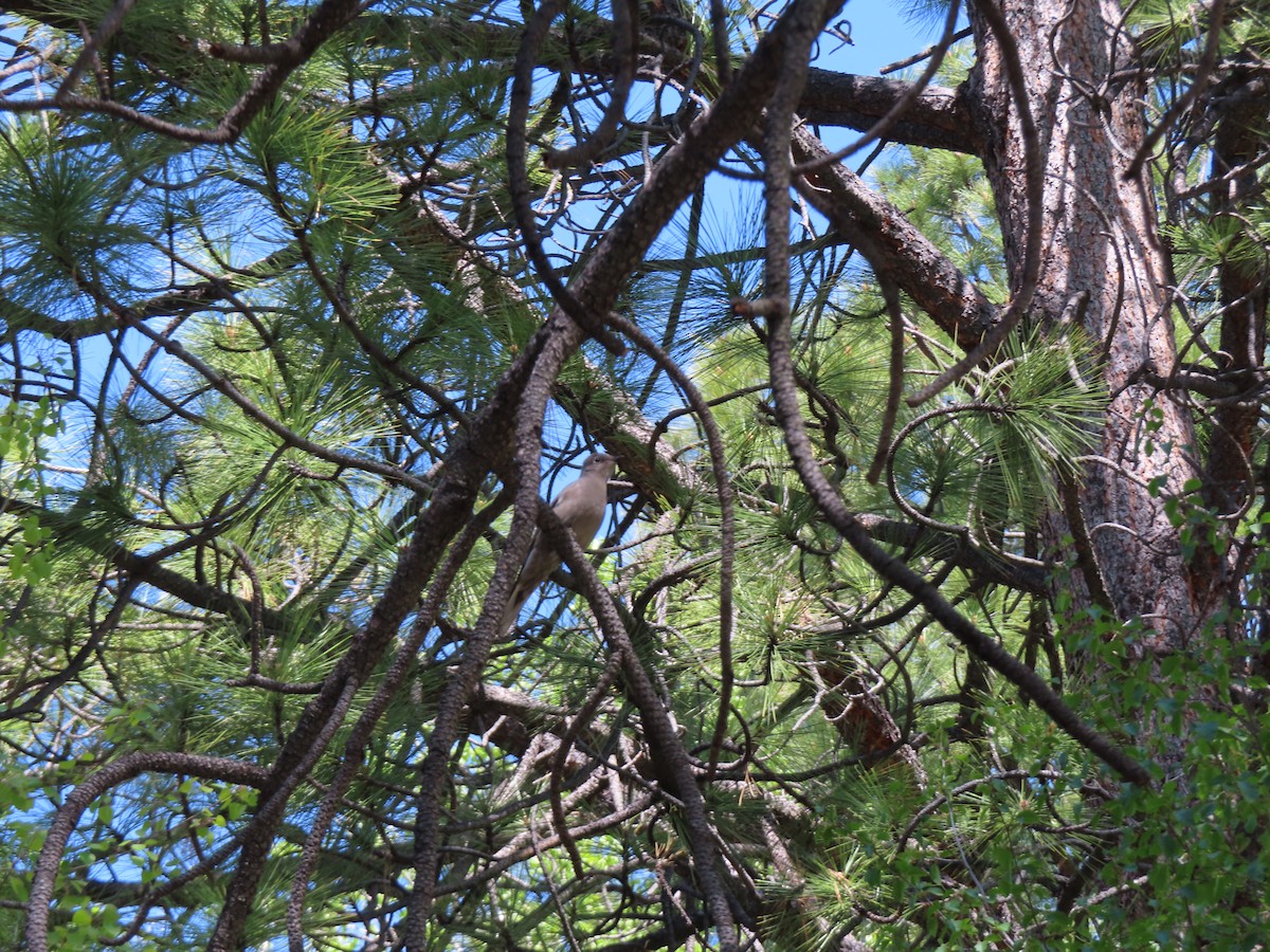 Townsend's Solitaire - ML619212844