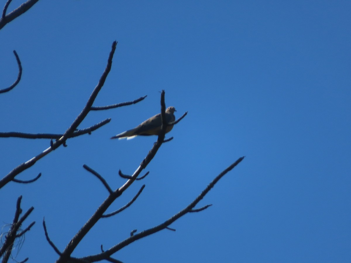 Mourning Dove - Pamela Reber