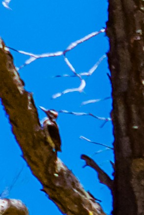 Hairy Woodpecker - Philip Fiorio