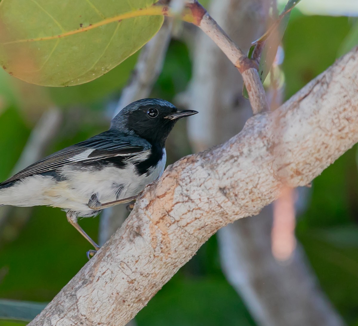 Black-throated Blue Warbler - Damon Haan