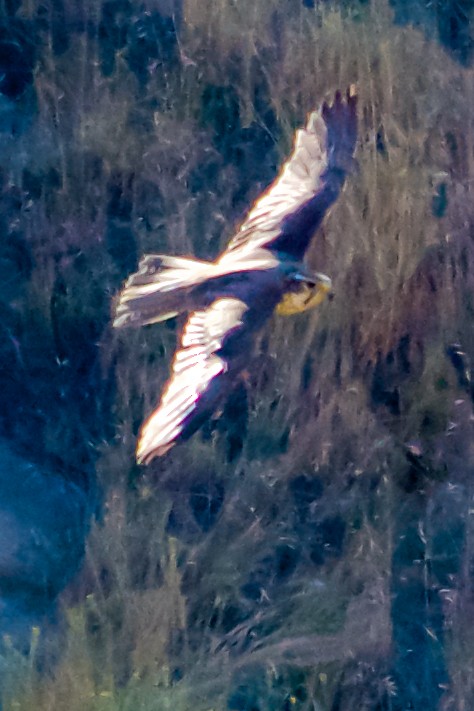 Prairie Falcon - Philip Fiorio