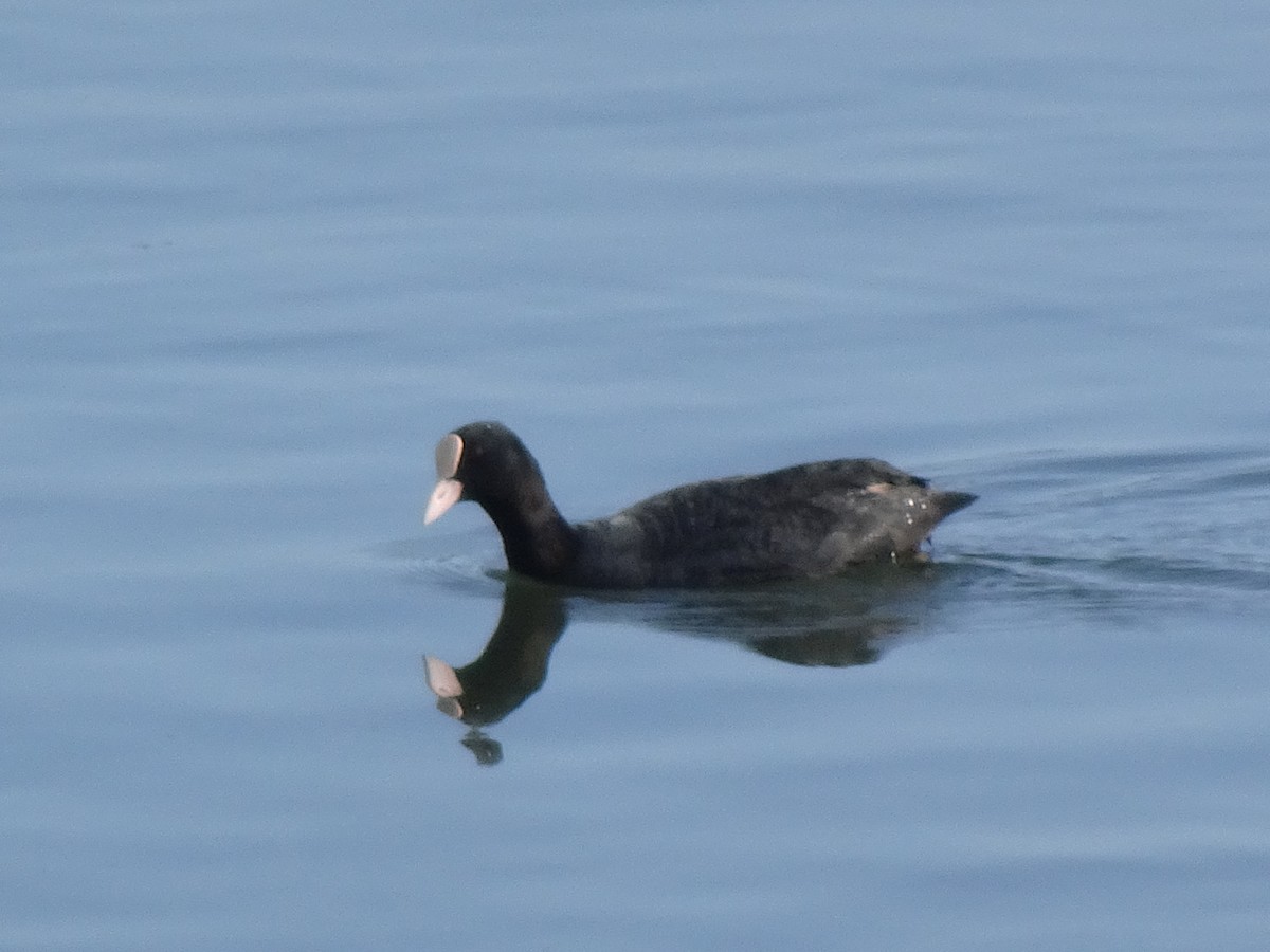 Eurasian Coot - HIROSHI KIDONO