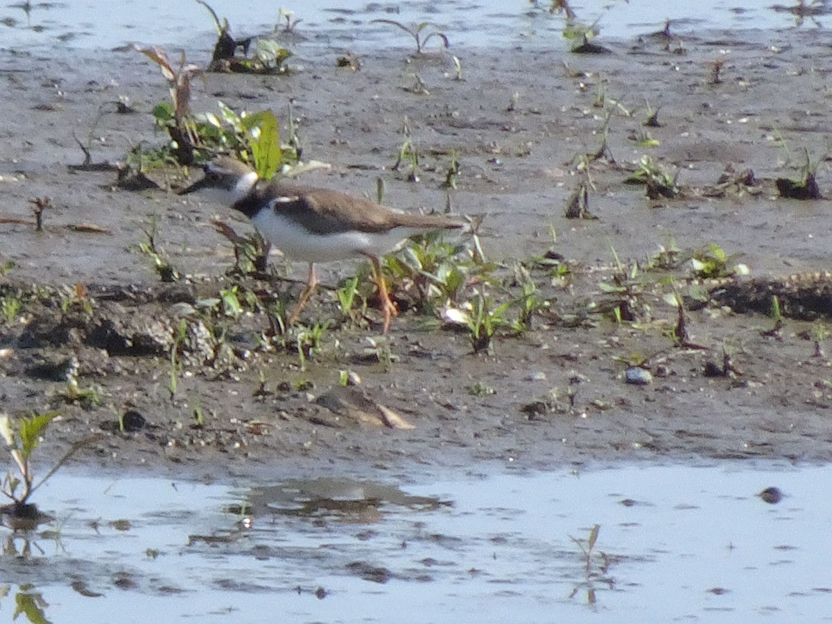 Little Ringed Plover - ML619212878